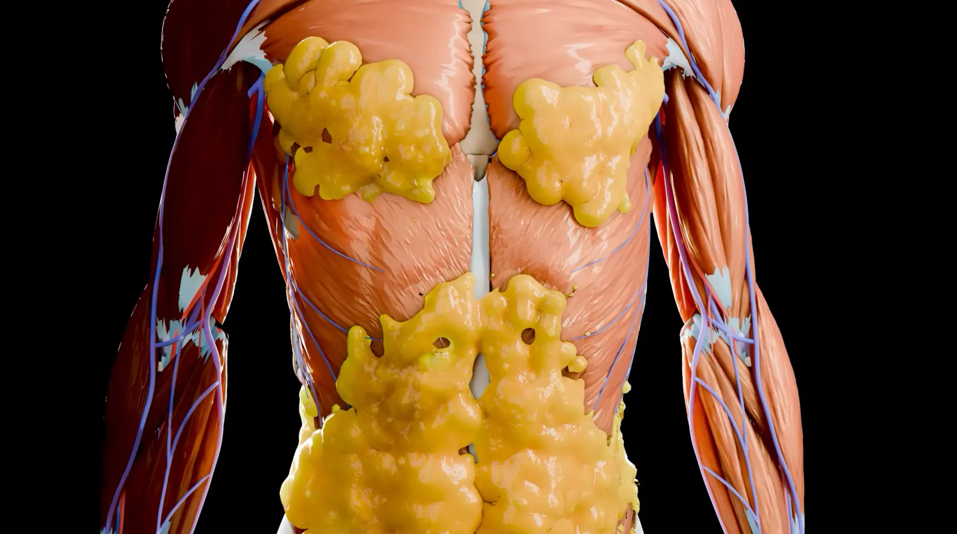 Anatomical illustration of body fat around the torso